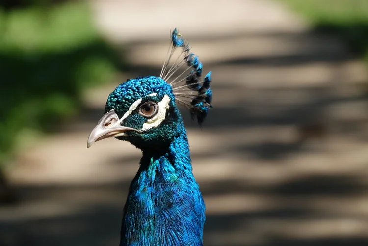 Animalitos del centro, fotografía 9